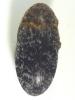Dermestes undulatus